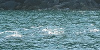 Common dolphins feeding 1 (Blaskets trip)
